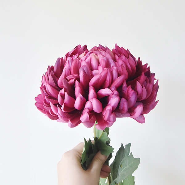 Decorative Chrysanthemum Flower, Regal Mist Purple. In various shades of rich purple and magenta.