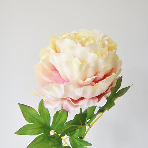 Commonly known as Double Herbaceous Peony, this faux peony is also called Peony 'Sorbet'. Cream petals suffused with a delicious raspberry and lemon shades.