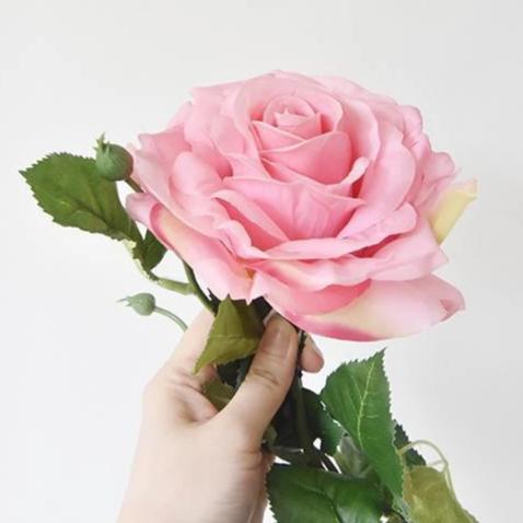 Decorative Rose Flower, Baker-Miller Pink.