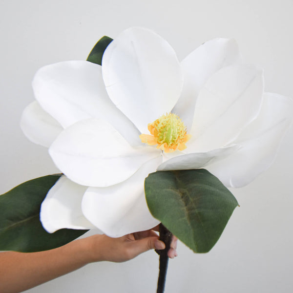 Deciduous and evergreen, Magnolias can most accurately be described as magnificent.