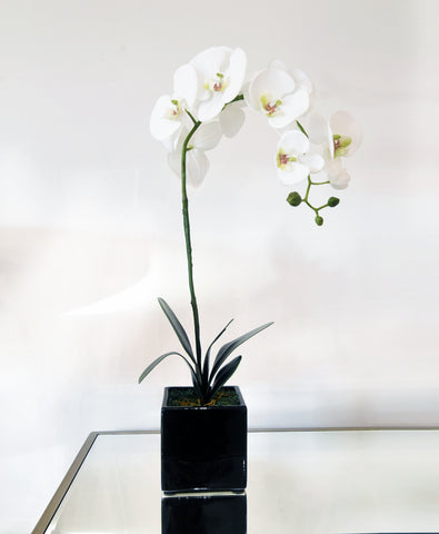 Orchid plant pot, long stem with multiple Orchid flowers adorning the stem, realistic looking.